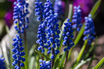 First spring muscari flowers. natural floral background. blue flowers