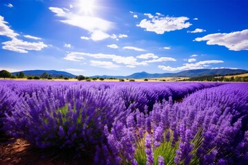 Obraz premium Stunning lavender field under a blue sky with clouds