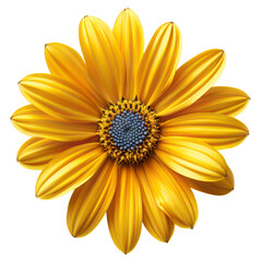 Obraz premium yellow daisy flower isolated on transparent background 