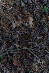 undergrowth, top view