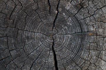 cut of an old cracked log. natural wooden background. Tree rings on a log.