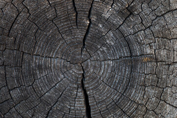 Fototapeta premium cut of an old cracked log. natural wooden background. Tree rings on a log.