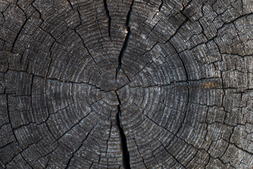 cut of an old cracked log. natural wooden background. Tree rings on a log.