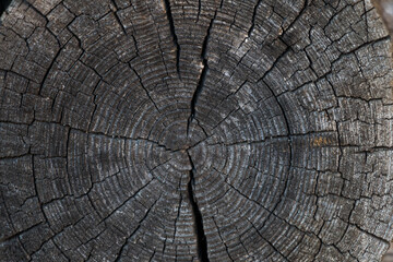 cut of an old cracked log. natural wooden background. Tree rings on a log.
