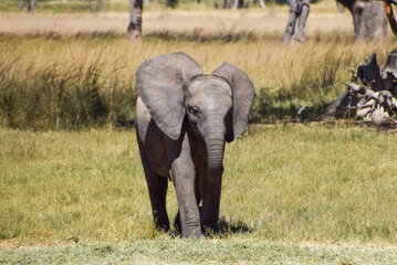 A rescued African elephant calf in a wildlife sanctuary in Zimbabwe
