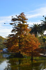 Coniferous trees and palm trees in the Citadel Park near the lake against the background of blue sky - the nature of Barcelona, a pond, a landscaped garden	