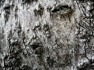 Closeup of patchy gray-brown sycamore tree bark