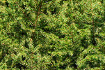Vibrant green spruce tree branches. Close-up image showcasing the dense, vivid green needles of a...
