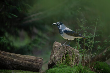 Hooded crow perched on a tree stump
