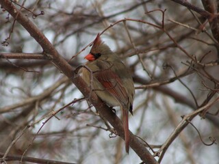 Female Cardinal Bird