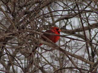 Male Cardinal Bird