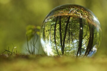 Beautiful green trees outdoors, overturned reflection. Crystal ball in forest