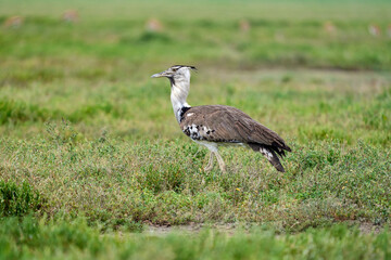 Kori bustard bird walking free in the savanna