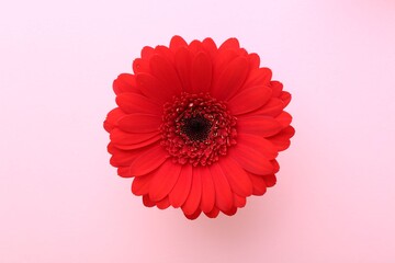 Beautiful red gerbera flower on pink background, top view