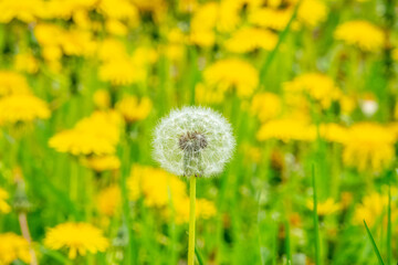 中島公園のたんぽぽ（北海道札幌市中央区）