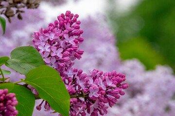 川下公園のライラック（北海道札幌市白石区川下）