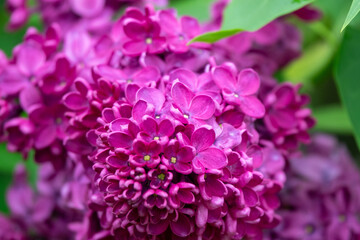 川下公園のライラック（北海道札幌市白石区川下）