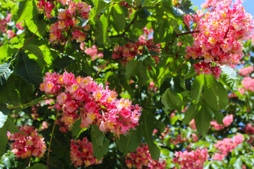 Obraz premium spring blossom on chestnut trees, pink flowers on chestnut trees in spring, pink flowers in the garden