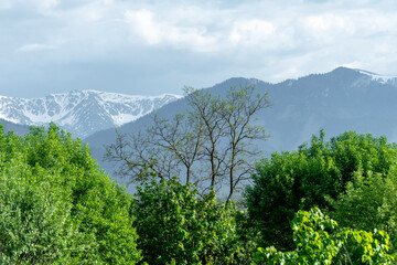 krajobraz górski zielone drzewa białe góry ze śniegiem