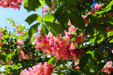 spring blossom on chestnut trees, pink flowers on chestnut trees in spring, pink flowers in the garden