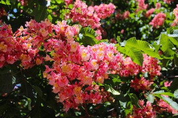 Obraz premium spring blossom on chestnut trees, pink flowers on chestnut trees in spring, pink flowers in the garden