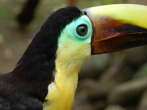 T&uacute;can pico iris - Noroccidente Ecuador Choc&oacute; Andino
