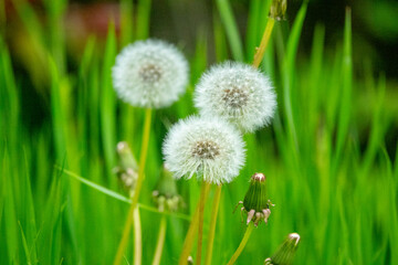 中島公園のたんぽぽ（北海道札幌市中央区）