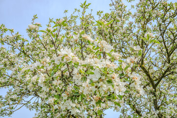 Fototapeta premium Bright beautiful light blooming rural apple trees alley in sunny spring yard