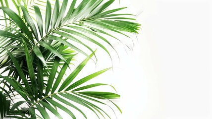 Green palm leaves with white space for design - A composition of green palm leaves with ample white space, perfect for design backgrounds or layouts