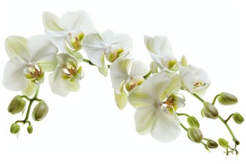 White Flowers Cluster on White Background