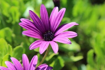 Obraz premium purple flower in the garden