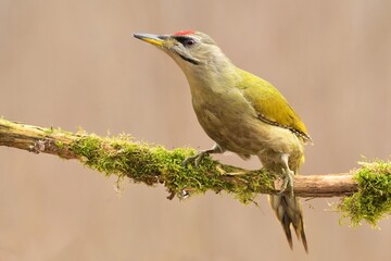 Greyheaded woodpecker Picus canus bird songbird wildlife nature predator cock o the north,...