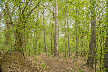 Obraz premium Beautiful forest in spring with bright sun shining through the trees. Czech