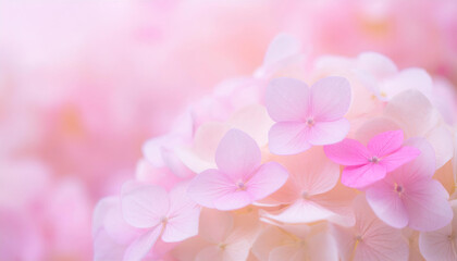 ふんわりピンクの紫陽花の花