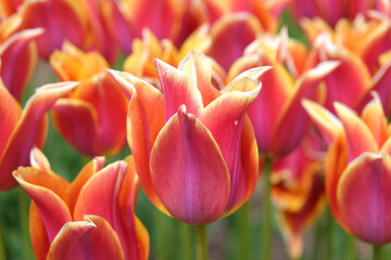 Pink and yellow lily flowering Tulip, tulipa ‘Sonnet’ in flower.