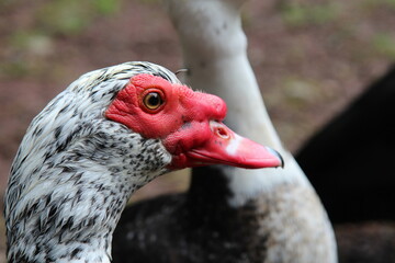 portrait of a duck