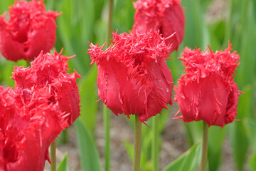 Bright red fringed Tulip, tulipa ‘Barbados’ in flower.