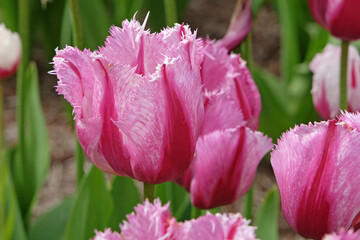 Pink and red fringed bi coloured Tulip, tulipa ‘Burning Fire’ in flower.