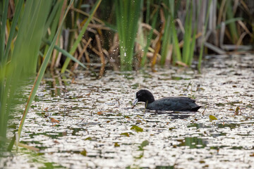 Eurasian Coot (Fulica atra) waterbird on a lake: reeds, water lily, flicks water