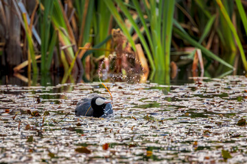 Eurasian Coot (Fulica atra) waterbird on a lake: reeds, water lily, flicks water