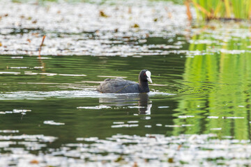 Coot, Fulica atra waterbird swims on lake water between water lilies and reeds.