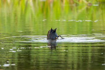 Coot (Fulica atra) black waterbird up-ended feeding from lake bottom, ripples