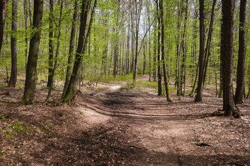 Walking trail in forest near Skalnata peak in Little Carpathians mountains