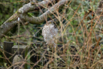 Sparrowhawk perched on urban garden fence hiding behind bushes hunting prey