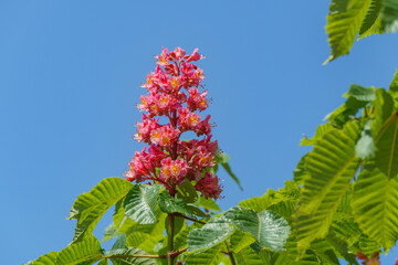 Close up of beautiful blossom of red horse chestnut (aesculus x carnea) tree. Spring concept for natural design
