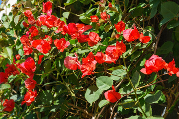 Close-up beautiful red pink Bougainvillea flowers in City park Krasnodar. Galitsky Park in sunny spring 2024. Bougainvillea flowers as wallpaper texture pattern background. Selective close-up focus