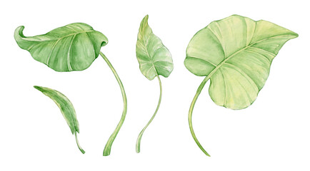 Large, leaves, of different shapes, hand-painted in watercolor. a set, on an isolated background.