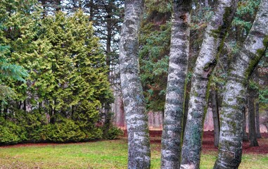 Spring landscape, birch grove in spring