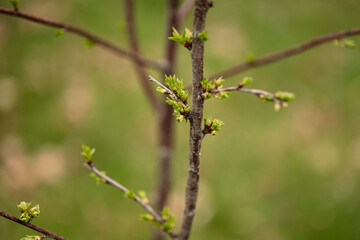 Budding Cherry tree in spring