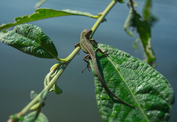 lizard on a leaf